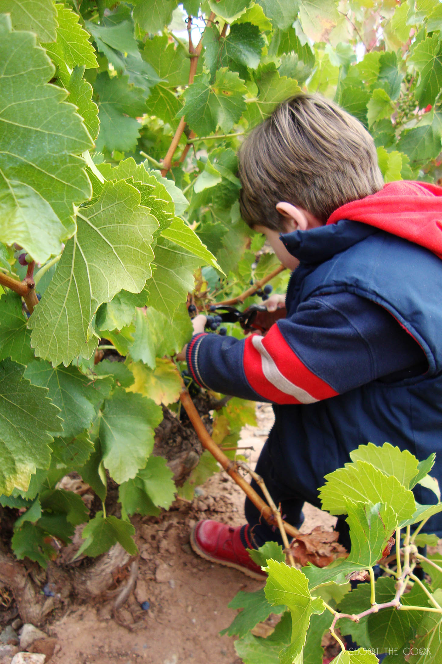 Recetas con uvas